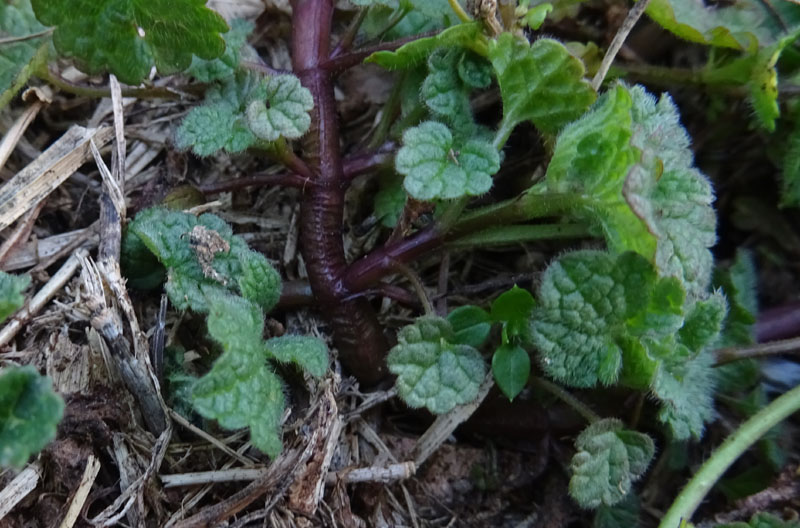 Lamium purpureum / Falsa ortica purpurea